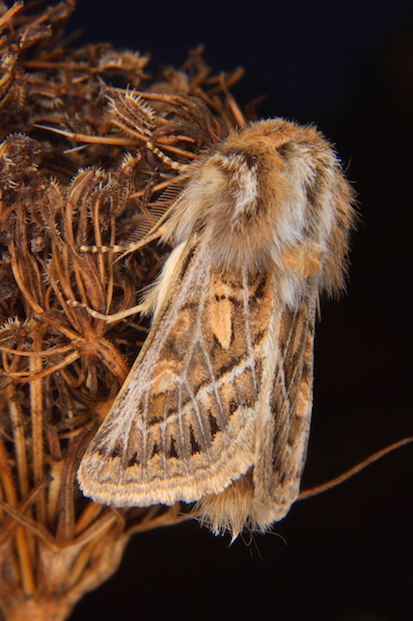 Noctuidae - Ulochlaena hirta